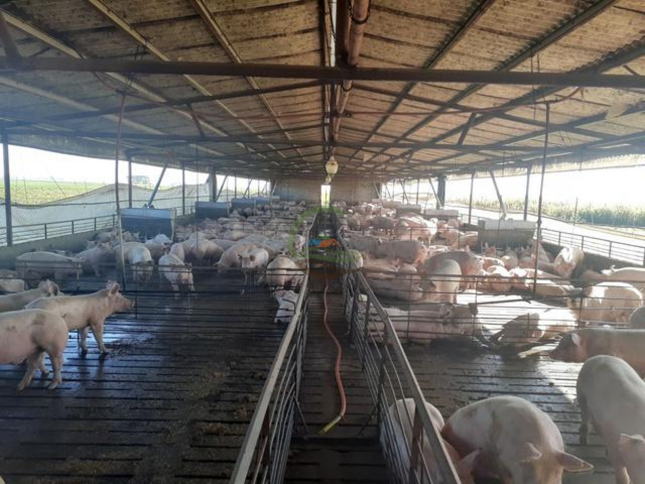 95 Ha Granja de Cerdos - Trenque Lauquen