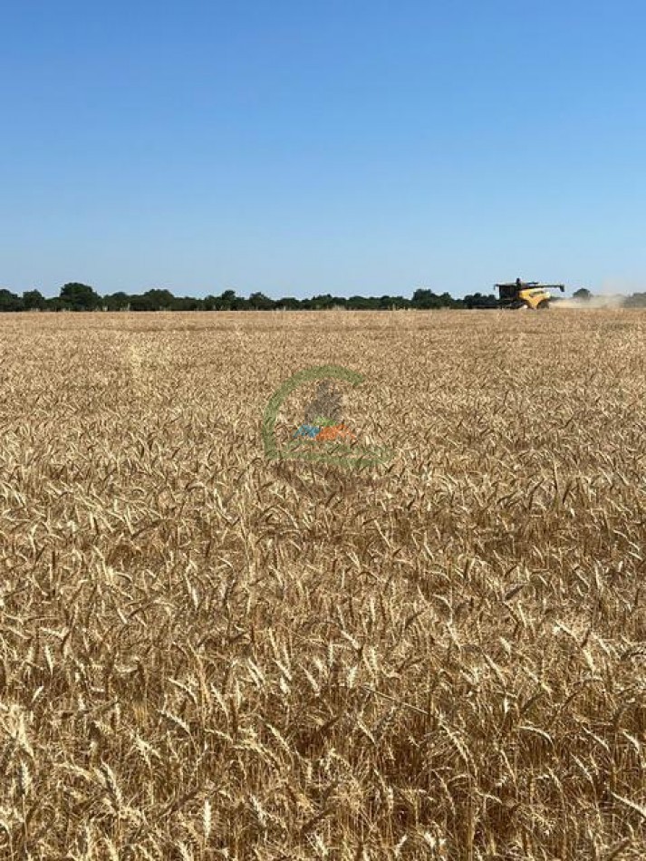1300 Ha Agricolas - La Paz - Entre Rios