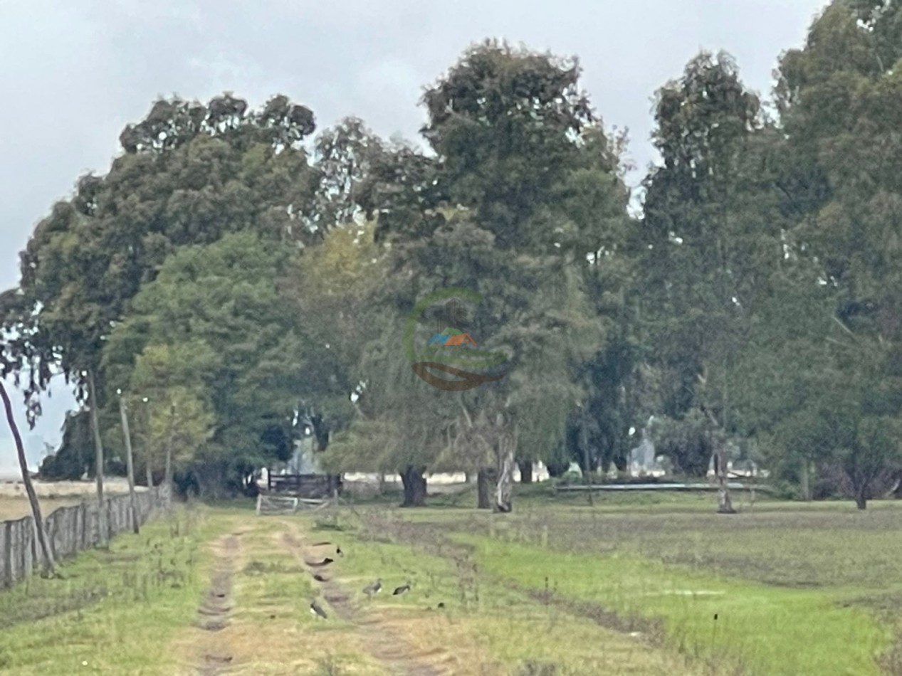 47 ha Ganadera - Olavarria