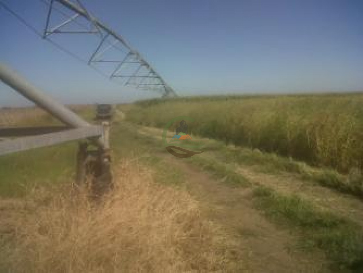 1335 Ha Agricolas - Torres - Lujan