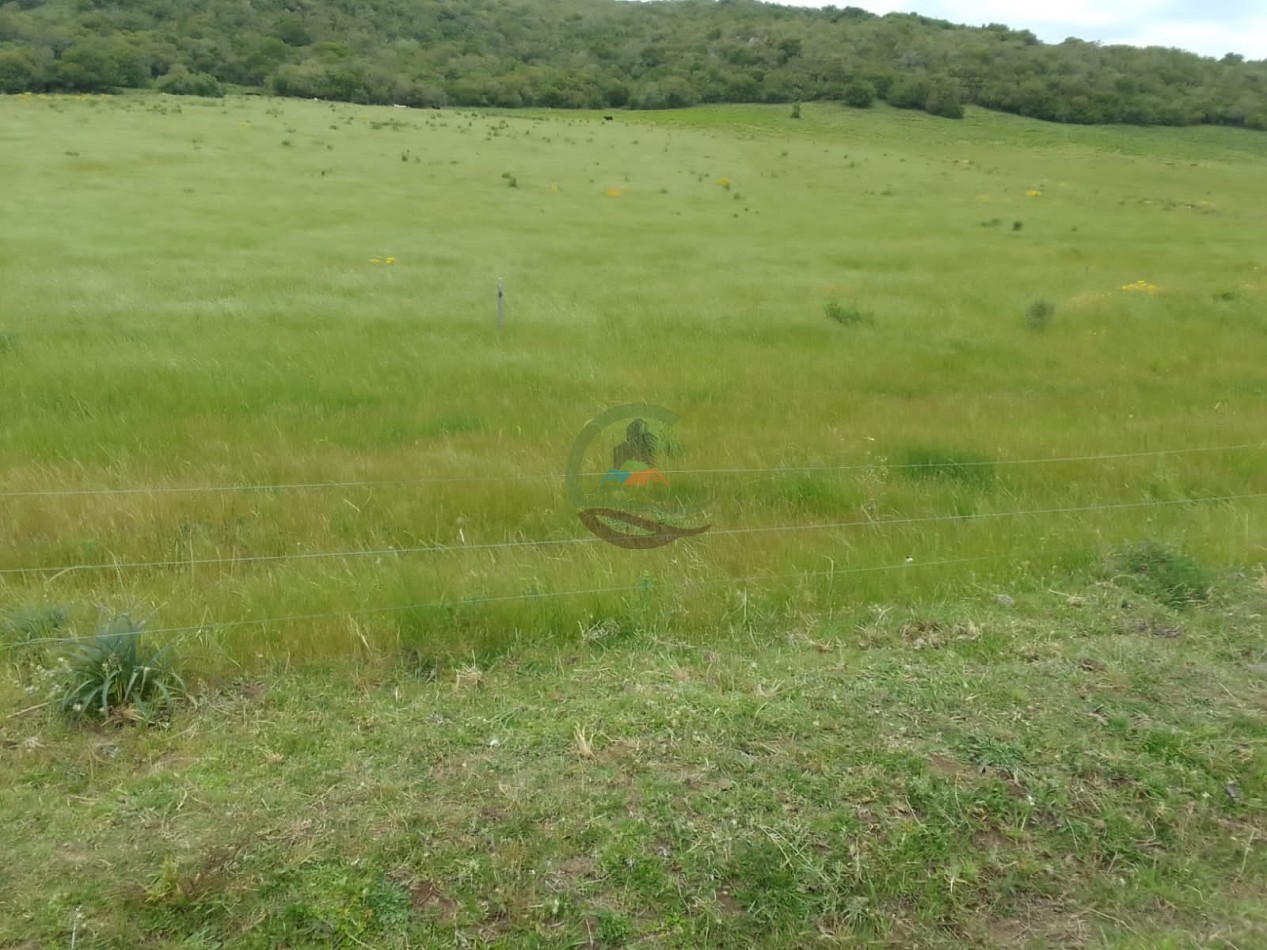 155 ha Ganaderas - Uruguay