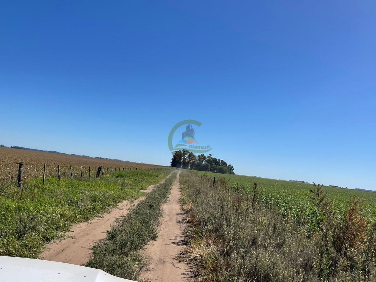 265 HA Agricolas - Saladillo