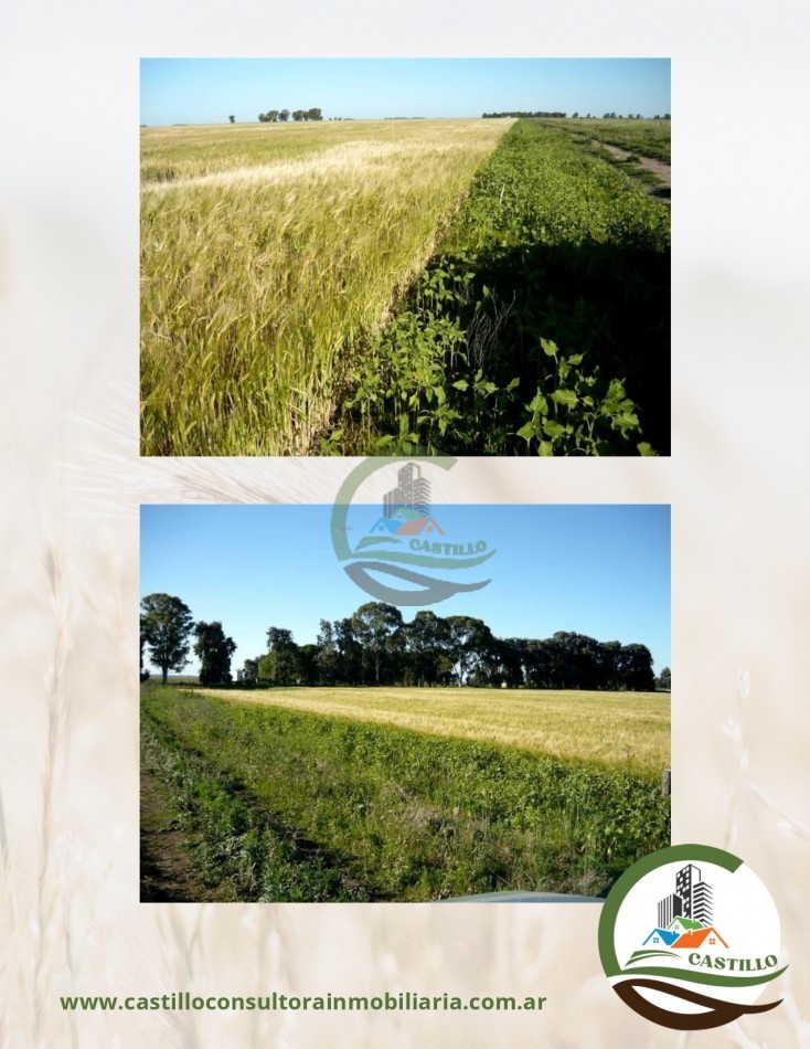500 ha mixtas - guamini