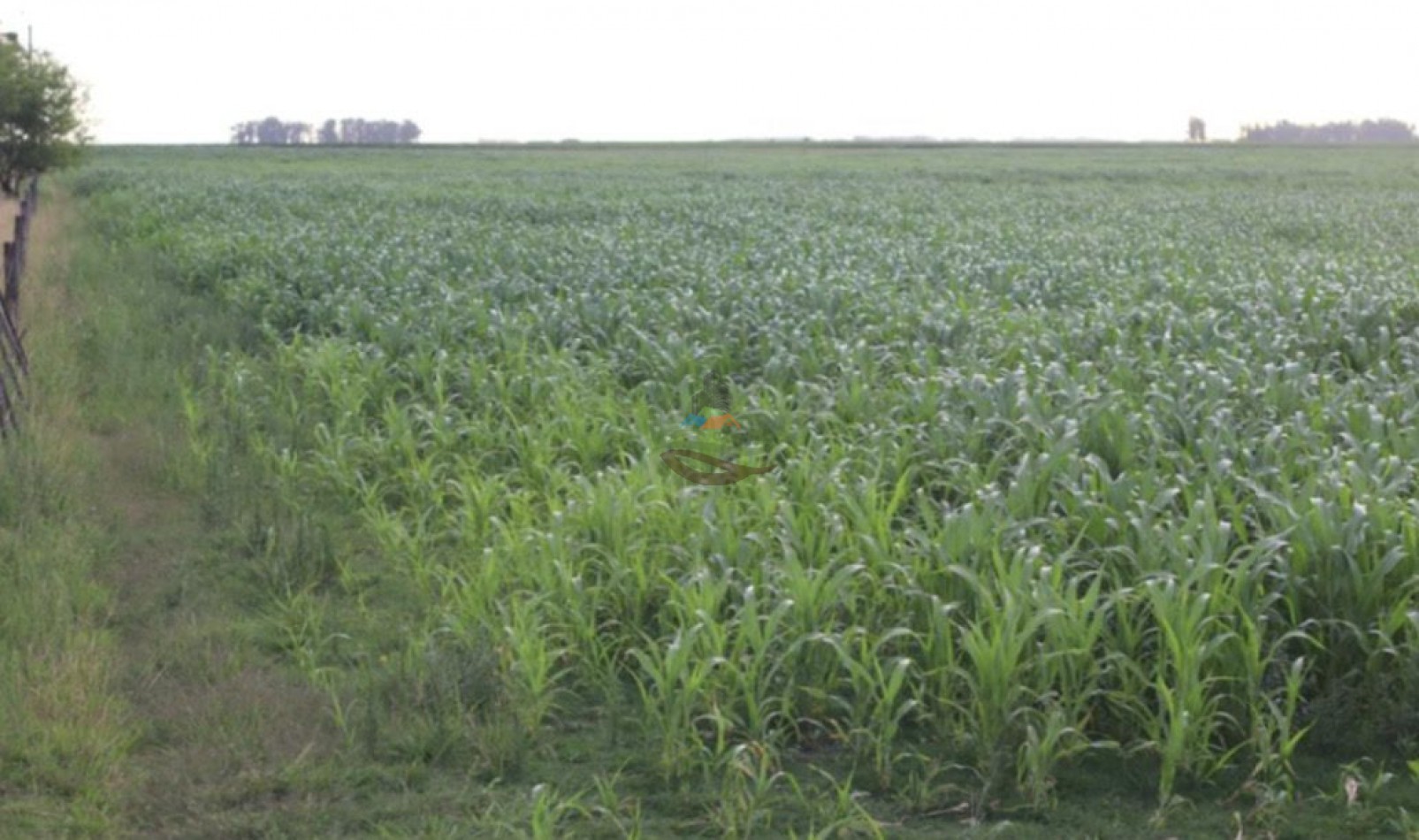 500 ha Mixtas - Bolivar