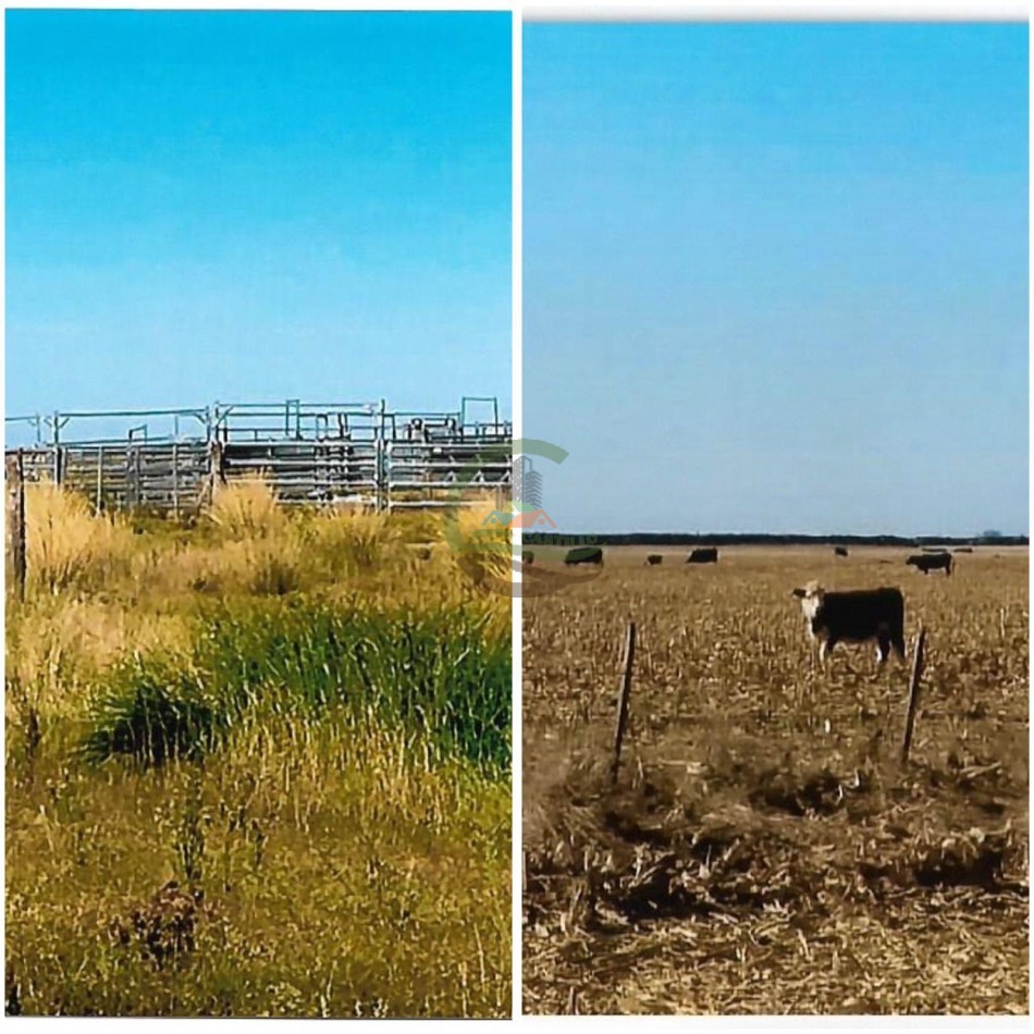 1400 Ha Mixtas - Rufino - Santa Fe