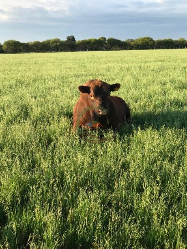 3330 ha Mixto - La Maruja - La Pampa
