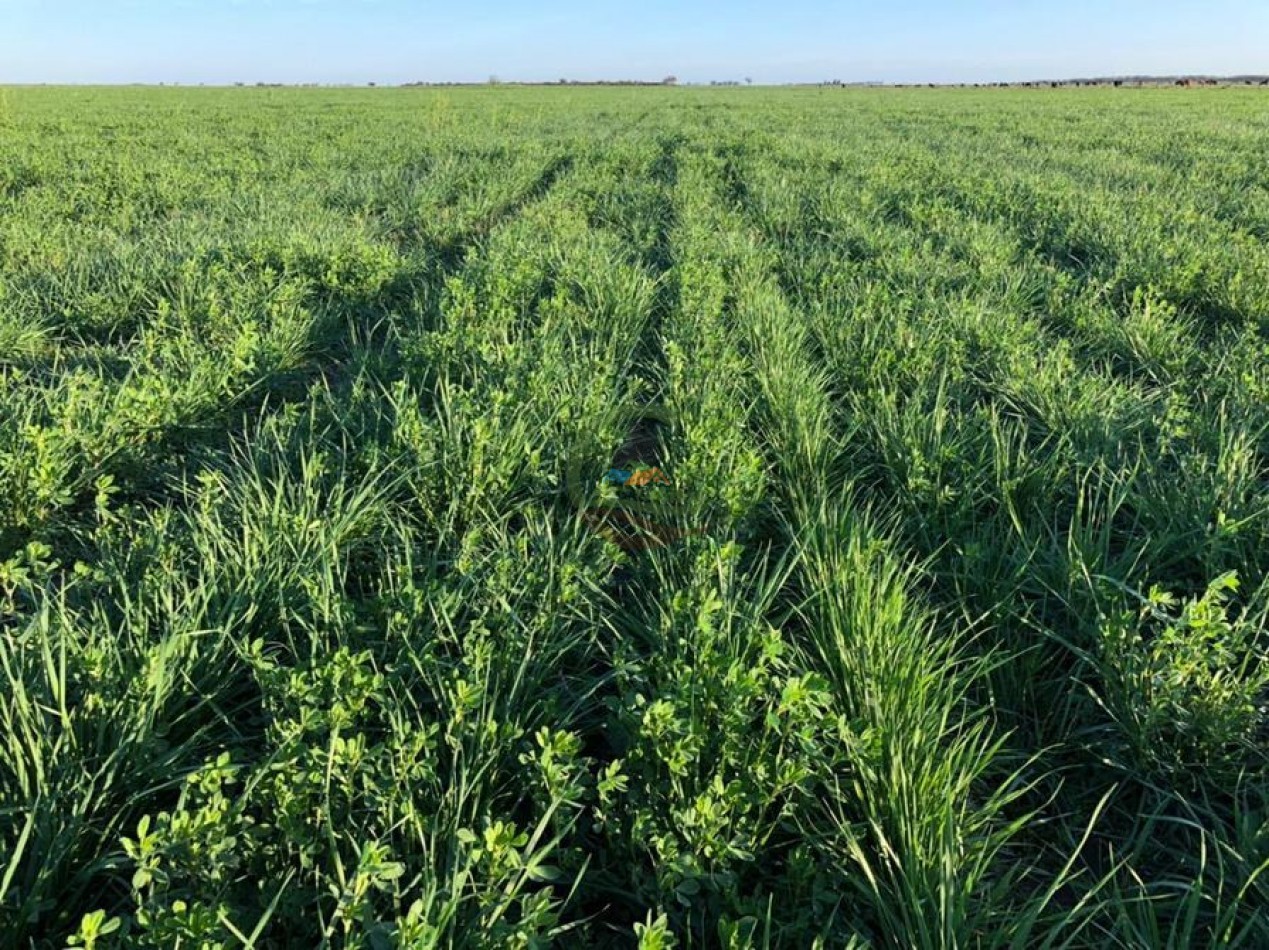 1135 Ha Mixto - Dorila - Mara Co - La Pampa