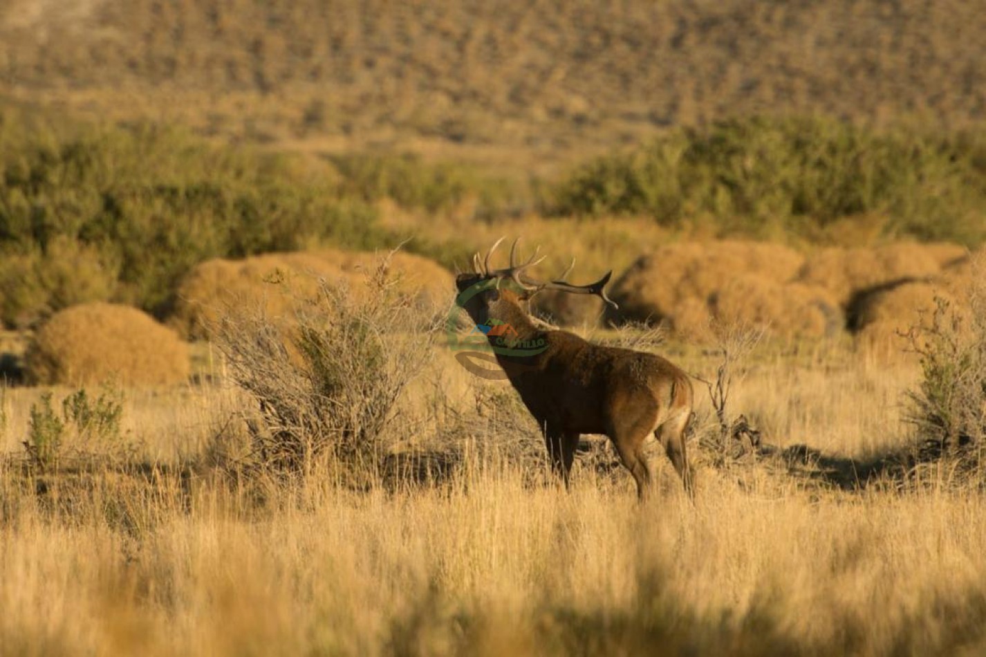 4047 Ha Ganadero - Coto de Caza - La Rinconada - Neuquen
