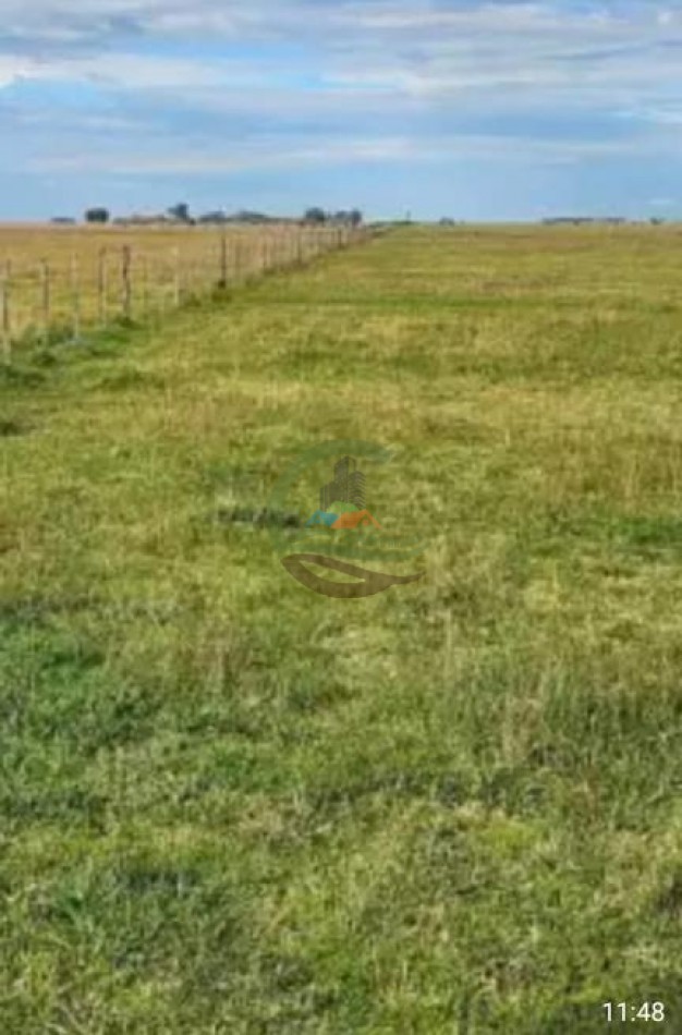 920 Ha Ganadero - Pila - Alquiler