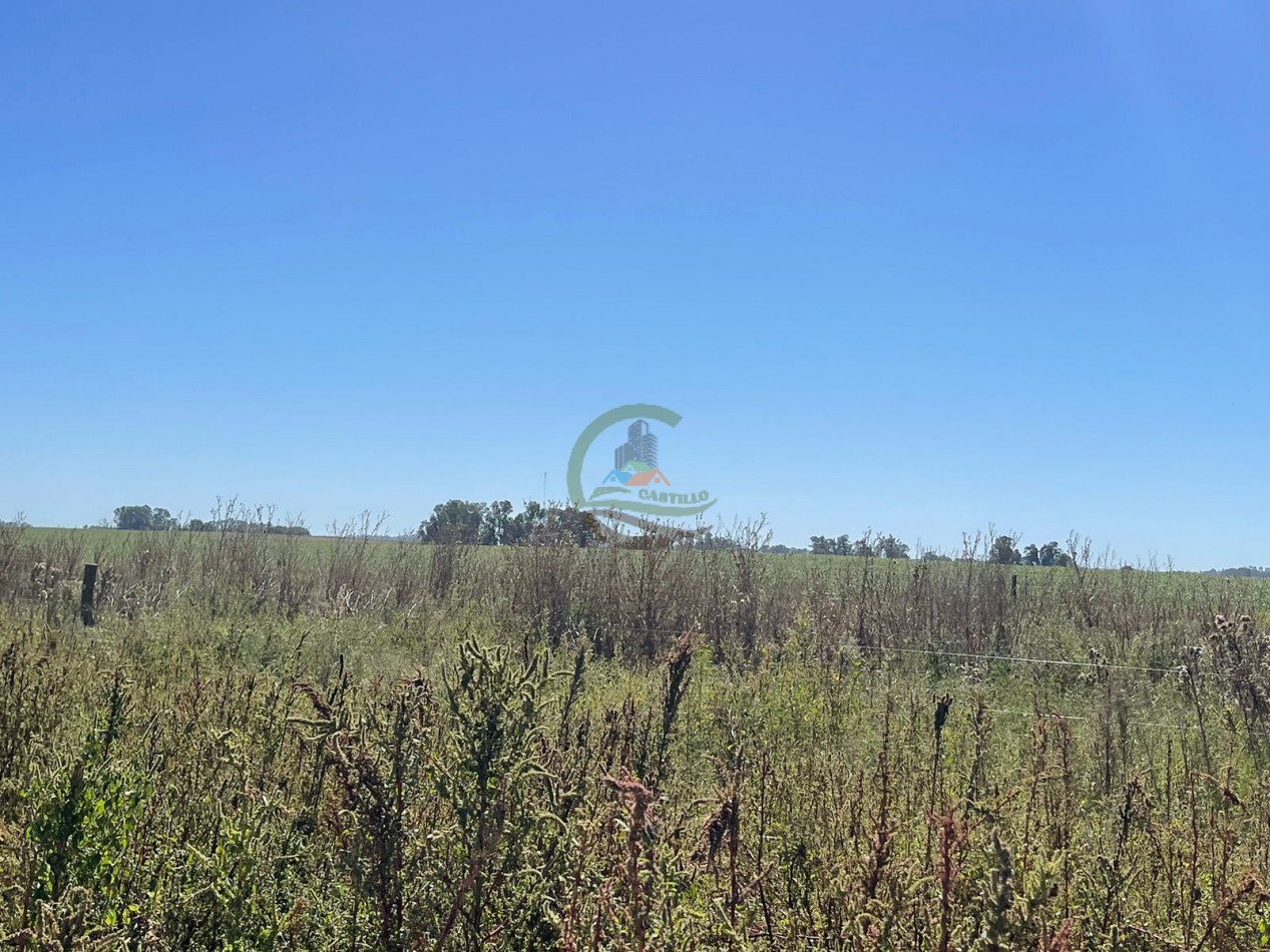 265 HA Agricolas - Saladillo
