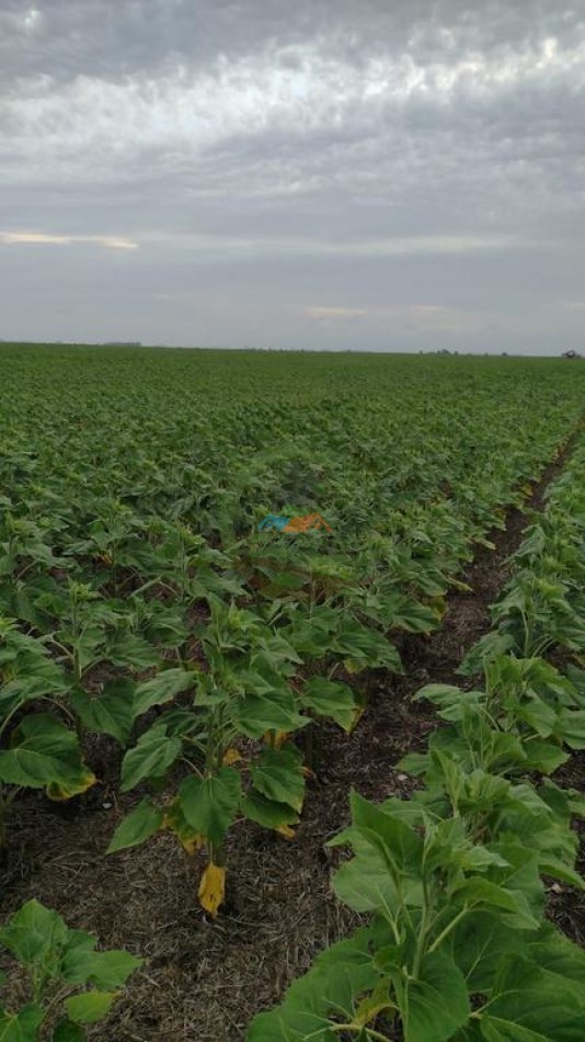 179 Ha Mixto - Tres Arroyos - Micaela Cascallares - Alquiler