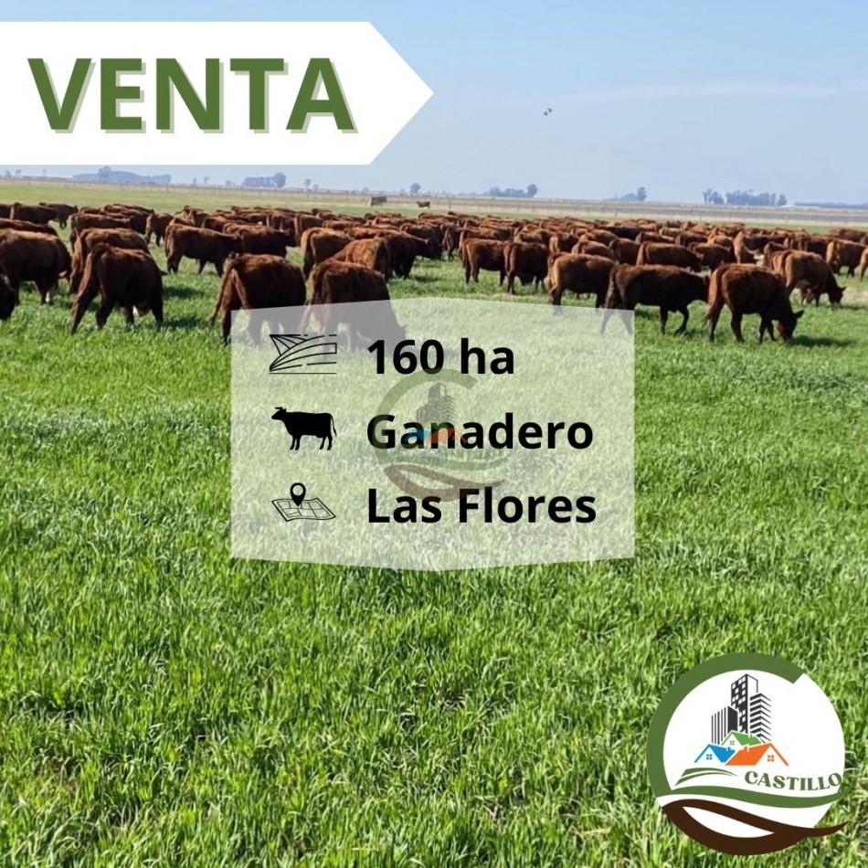 167 ha ganadero - las flores