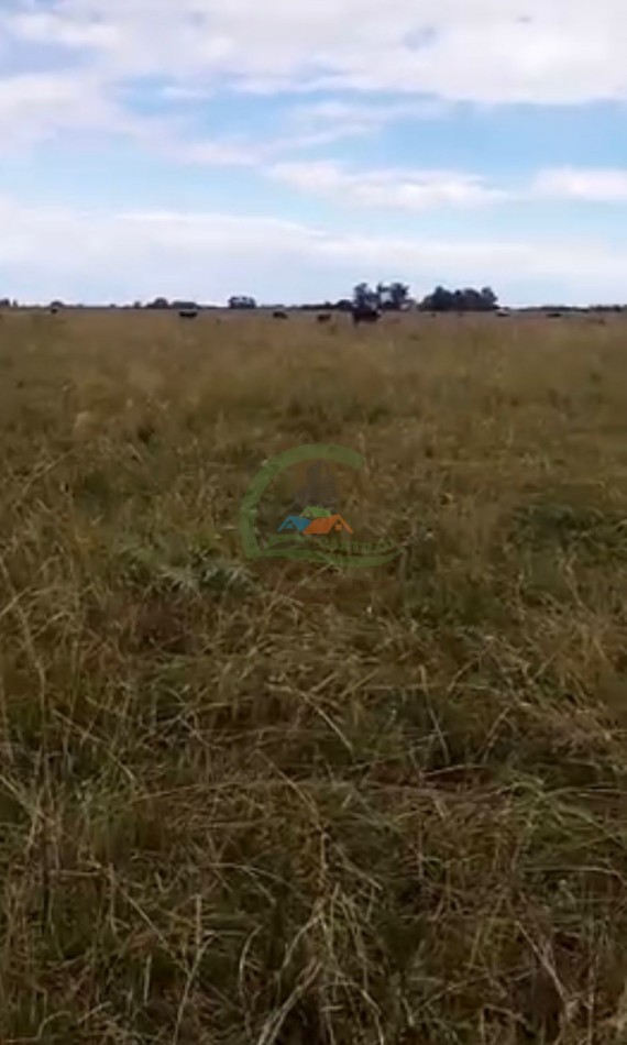 138 Ha Mixto - Chascomus