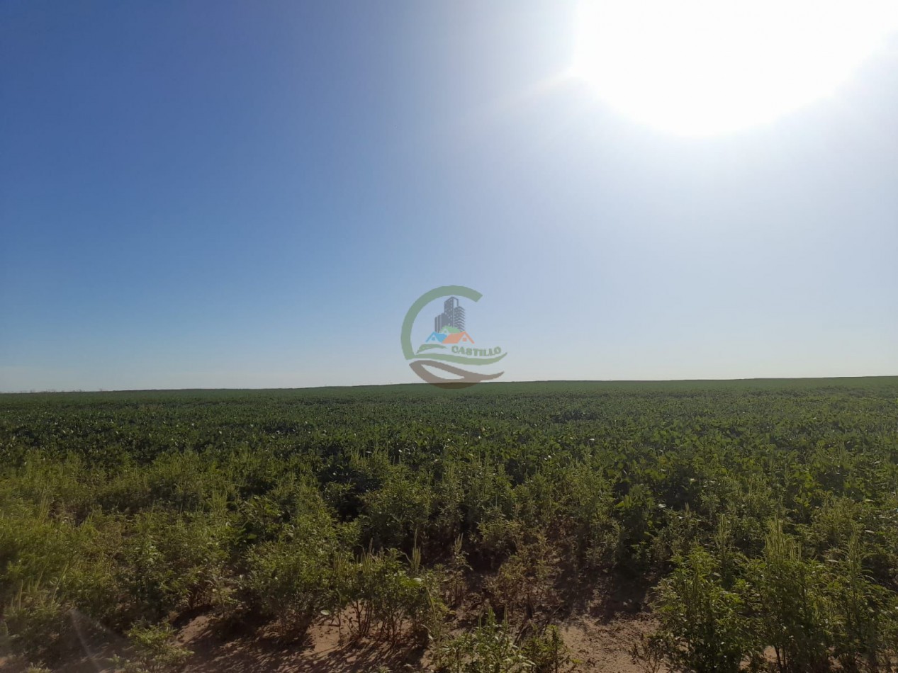 2200 Ha Agricolas - Laboulaye - Cordoba