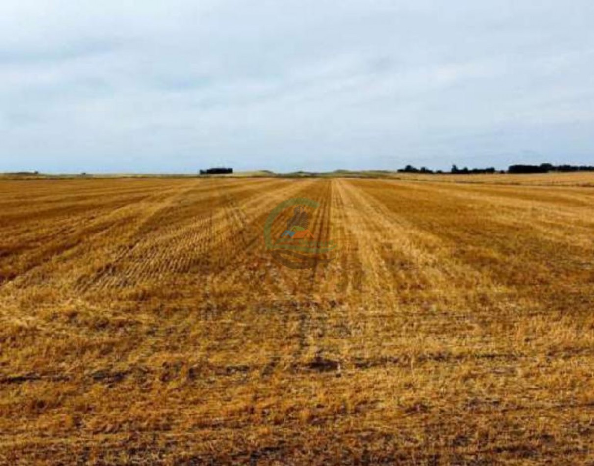 389 Ha Mixtas - Macachin - Cordoba
