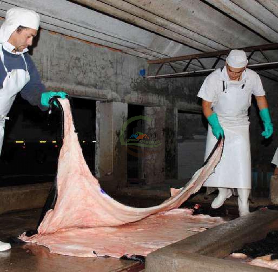 Frigorifico - con feedlot- Exportadora - La Adela - La Pampa