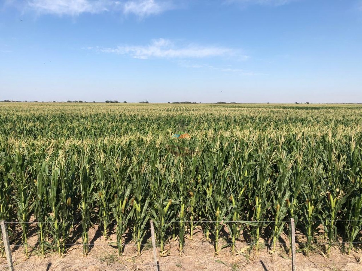 810 ha Agricolas - Fortin Inca - Santiago del Estero