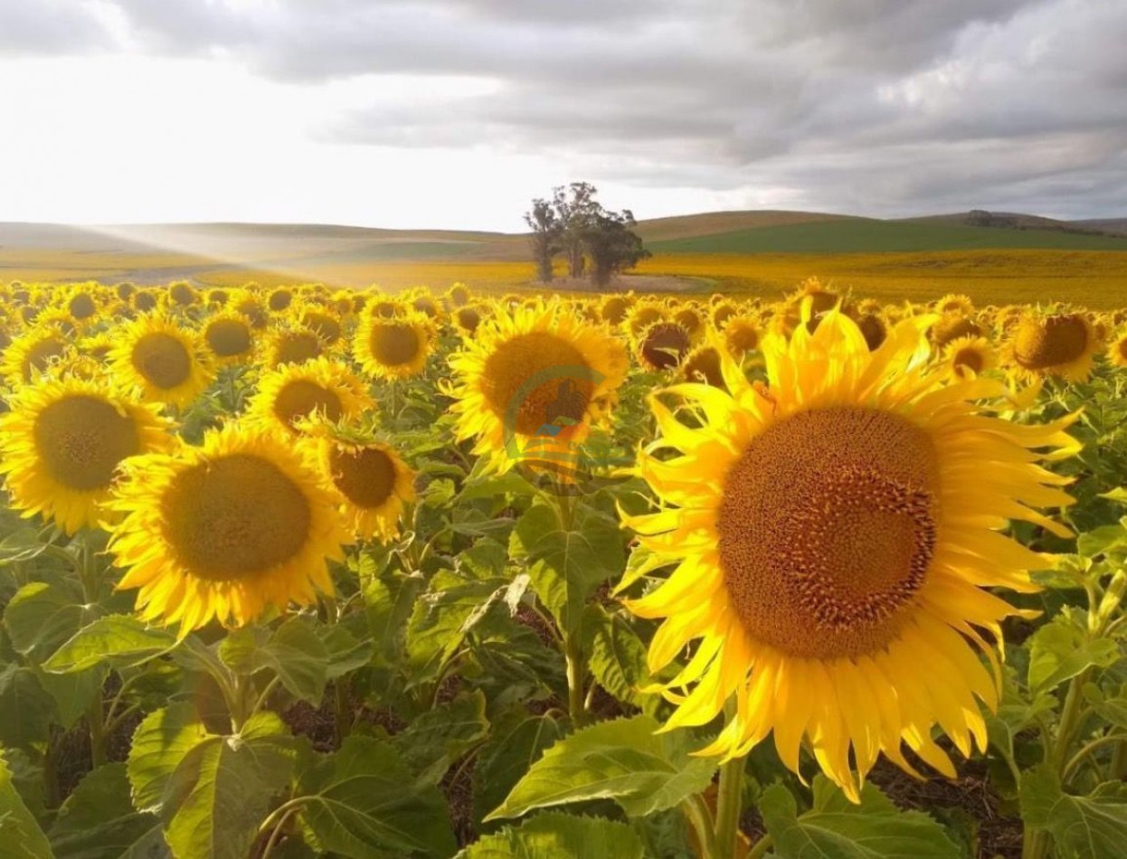 850 HA Agricolas - Tandil