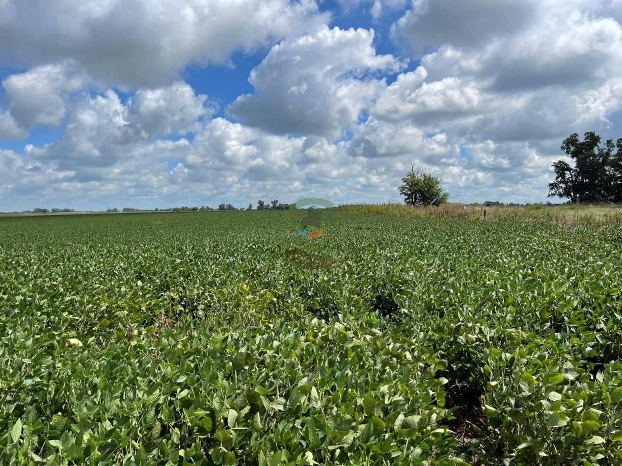 84 ha mixta - Bolivar