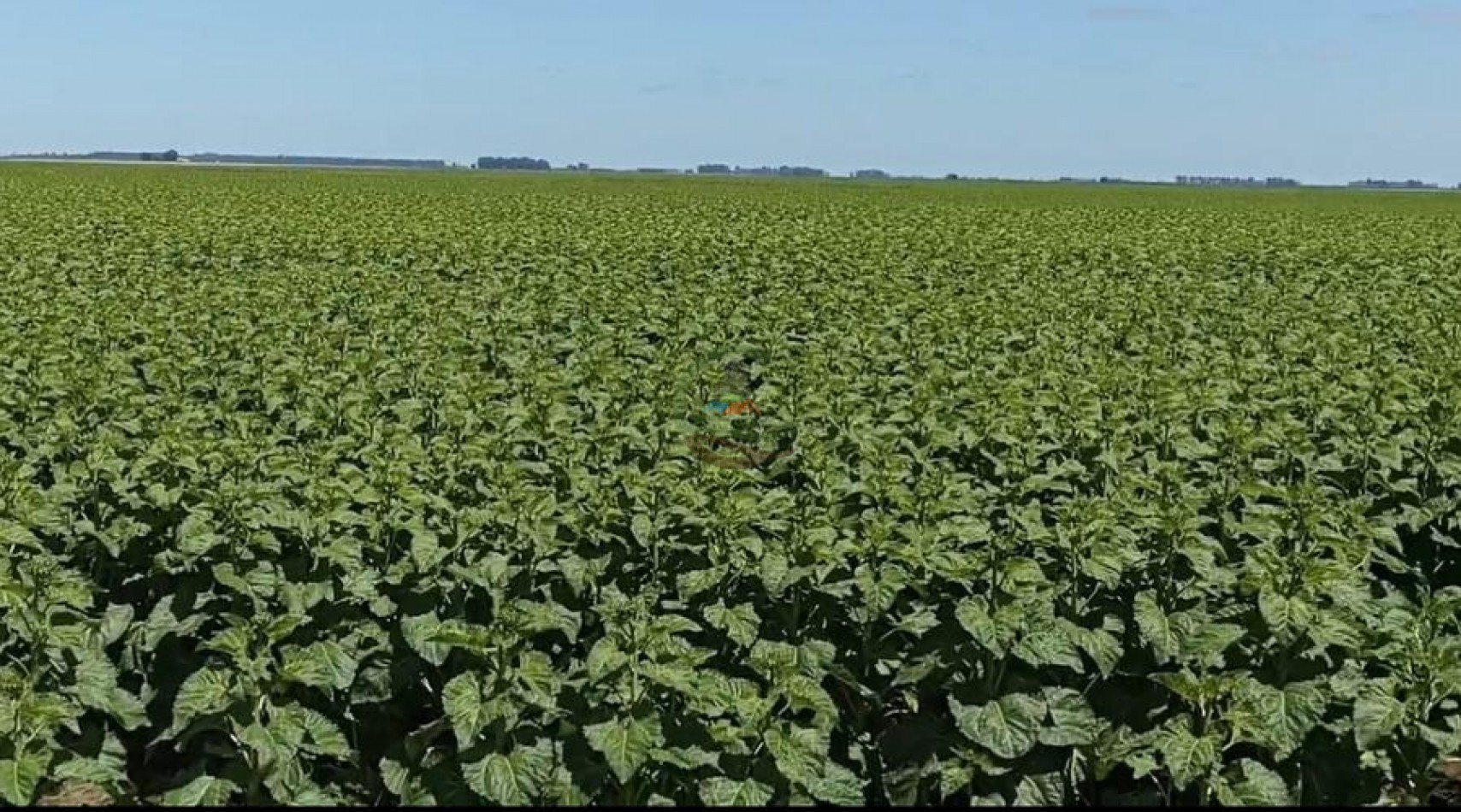461 Ha Mixto - Recalde