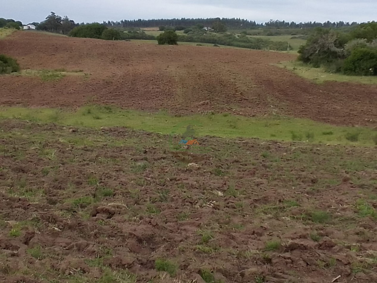 155 ha Ganaderas - Uruguay
