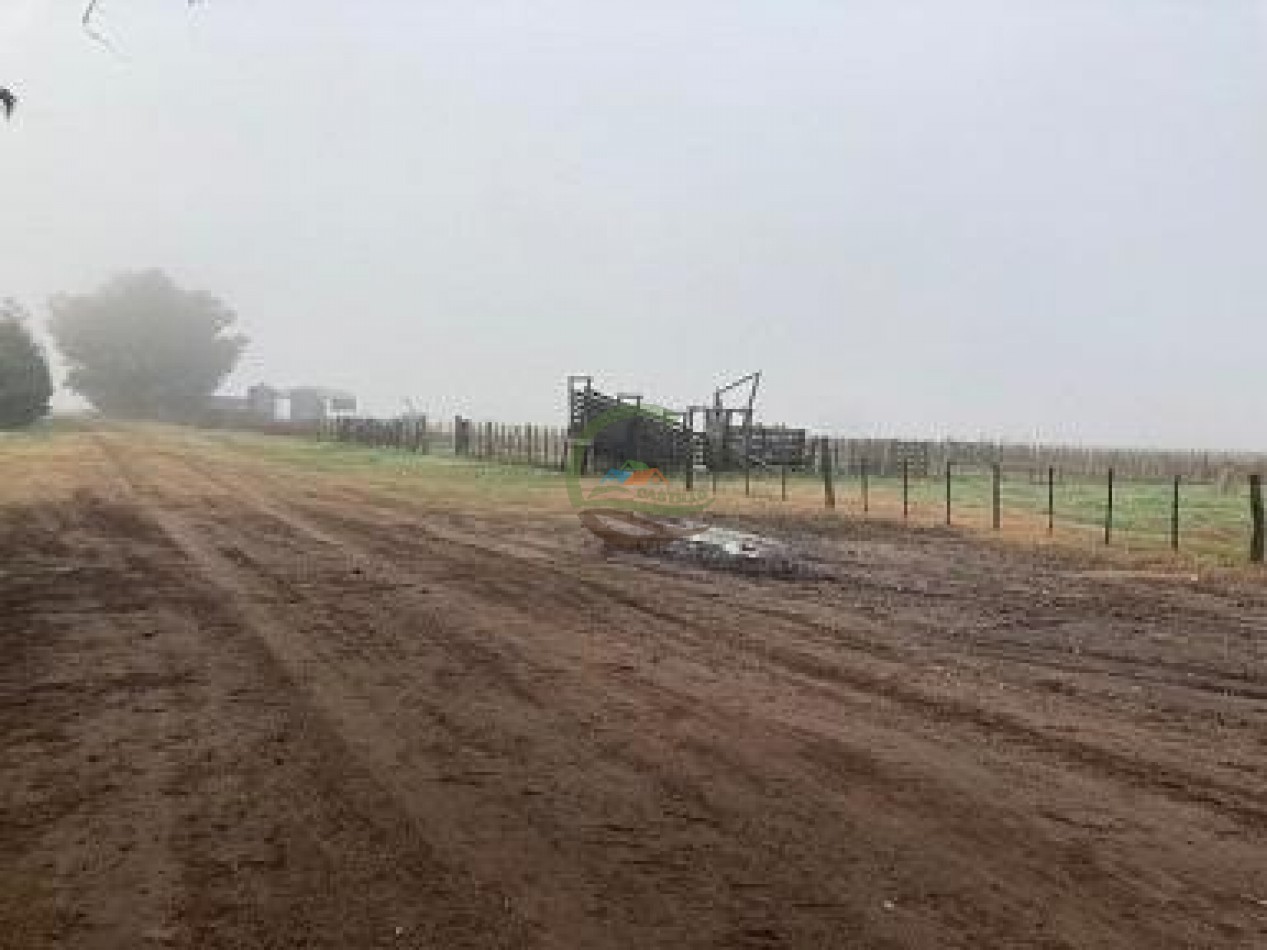 552 ha agricolas - gral alvear