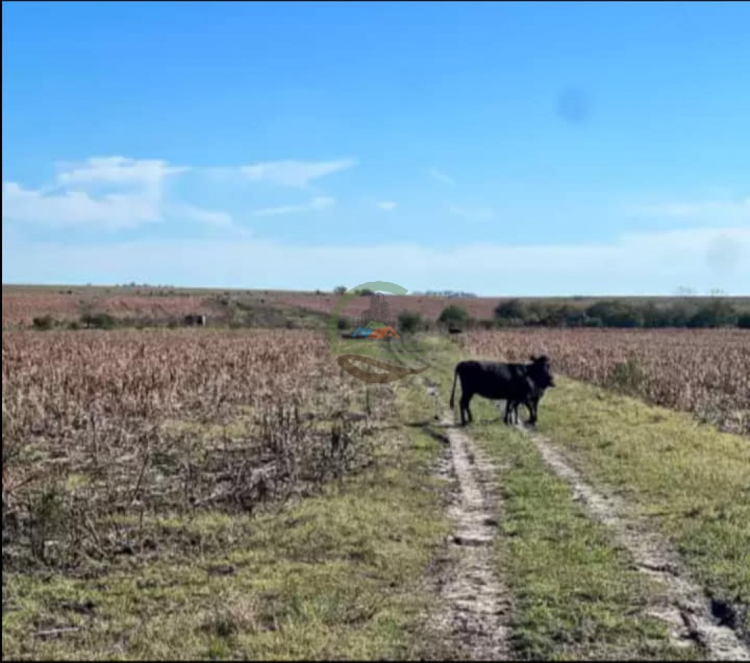 550 Ha Mixto - Concordia - Entre Rios