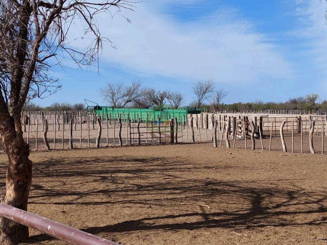 2417 Ha Ganadero (Feedlot) - Gral Alvear - Mendoza