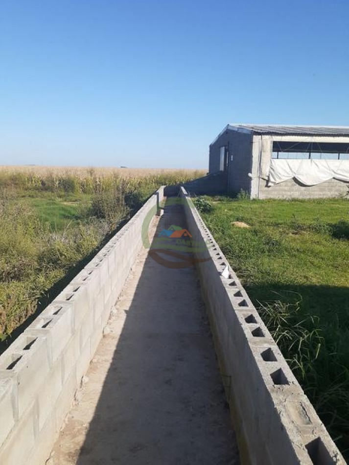 95 Ha Granja de Cerdos - Trenque Lauquen