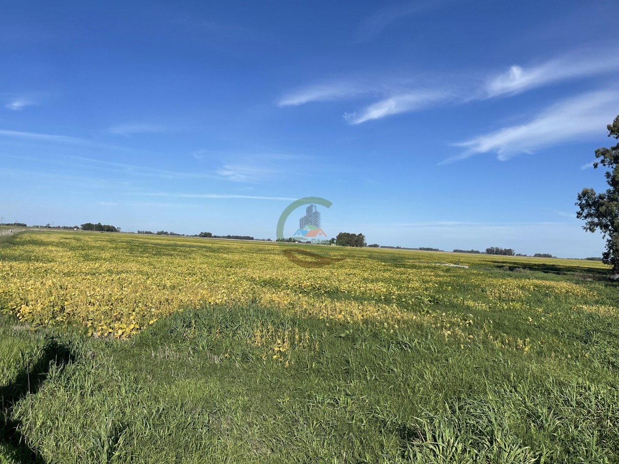 31 ha Agricolas - Saladillo 