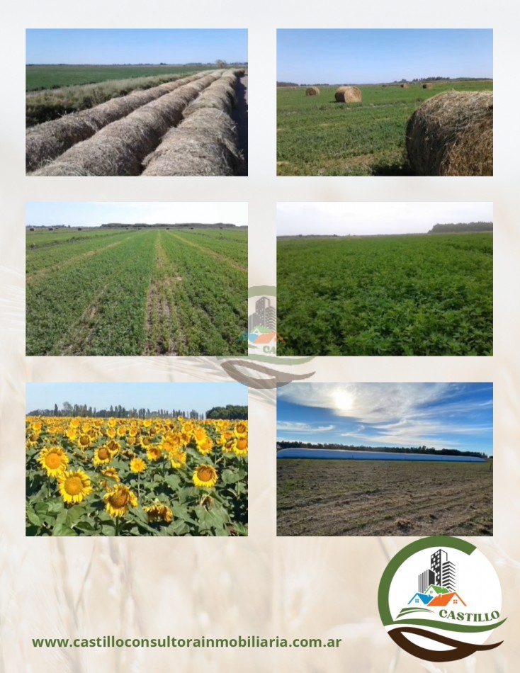 2500 ha mixtas - pedro luro