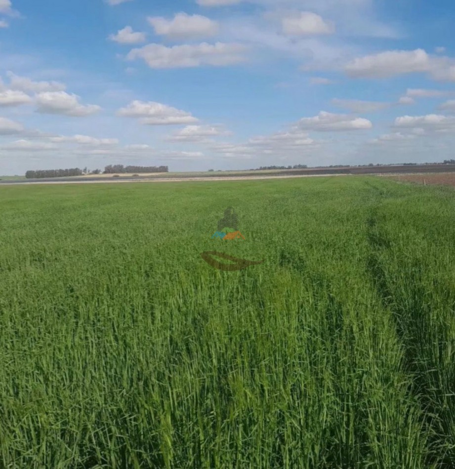 125 ha Agricolas - San Cayetano
