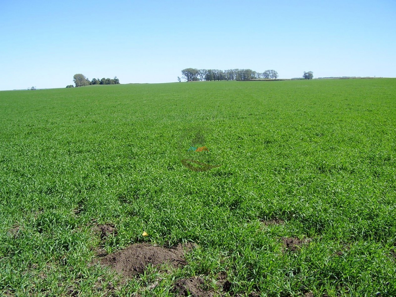 140 ha Mixto - Saladillo