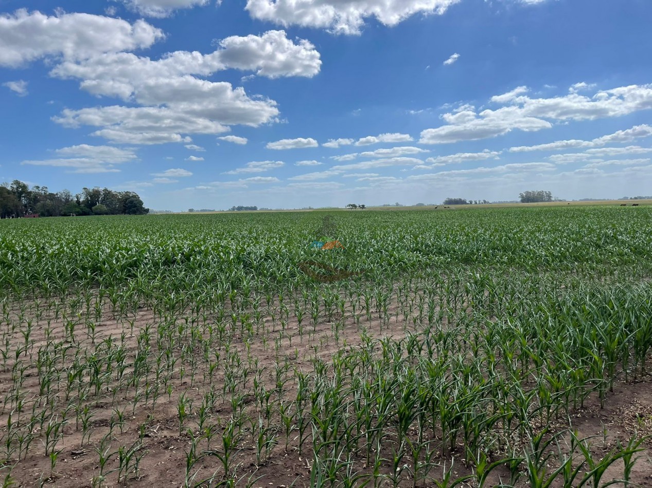 78 ha Mixtas - Saladillo