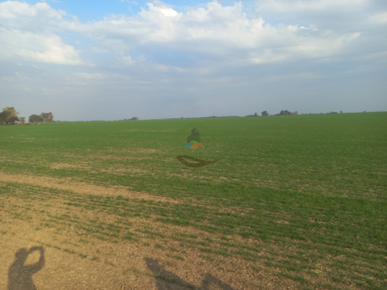 709 Ha Agricolas - San Justo - Santa Fe