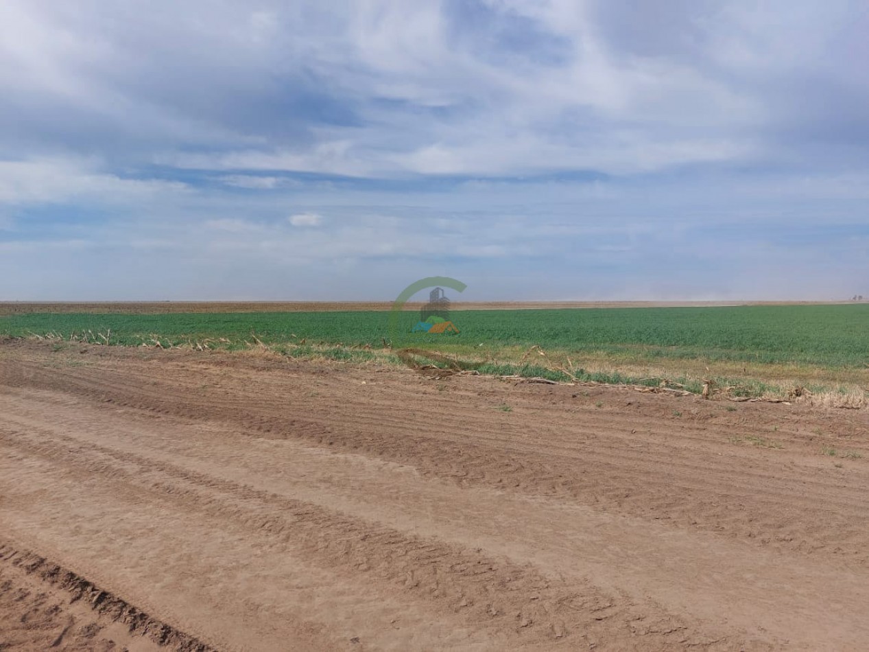 800 Ha Agricolas - Rufino - Santa Fe