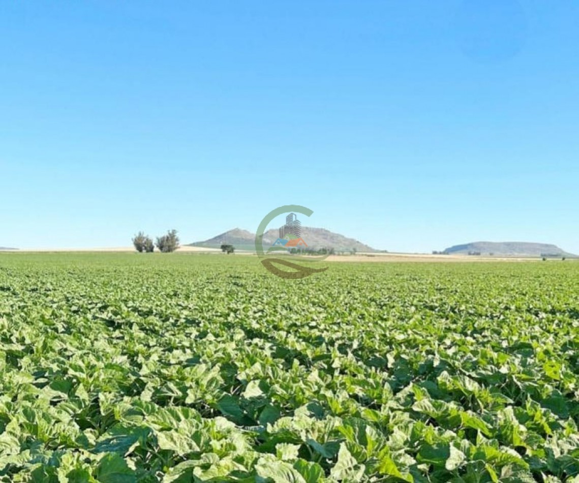 1970 Ha Agricolas - Balcarce