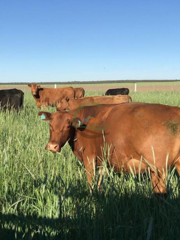3330 ha Mixto - La Maruja - La Pampa