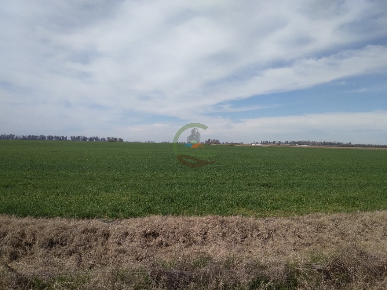 280 ha Agricolas - Ramallo