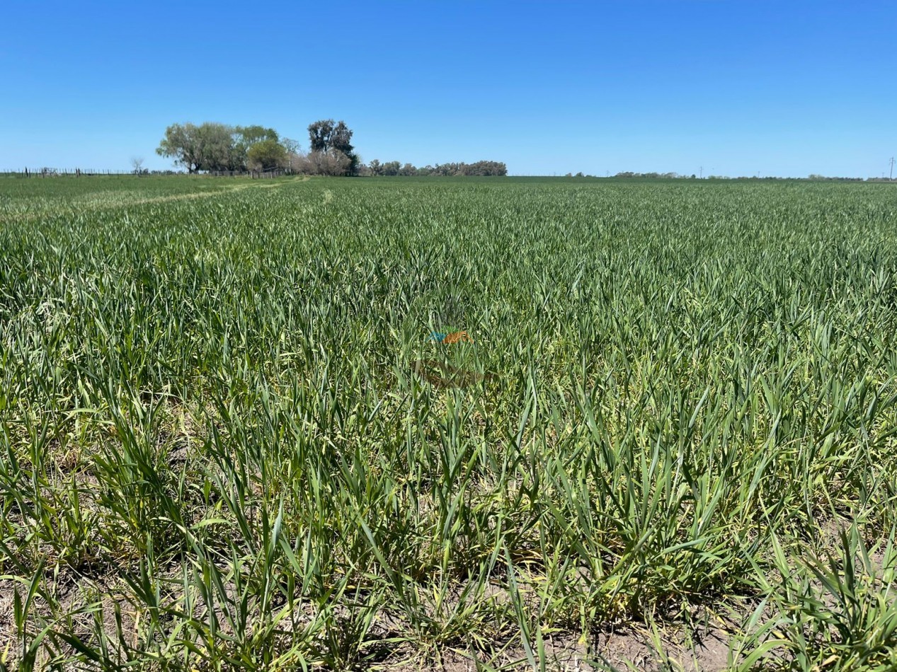 102 ha Agricolas - 25 de Mayo 