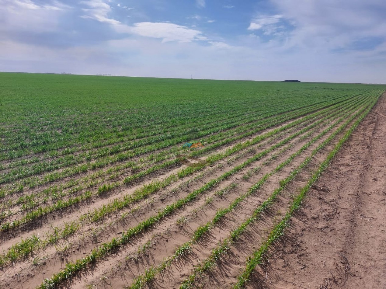 800 Ha Agricolas - Rufino - Santa Fe