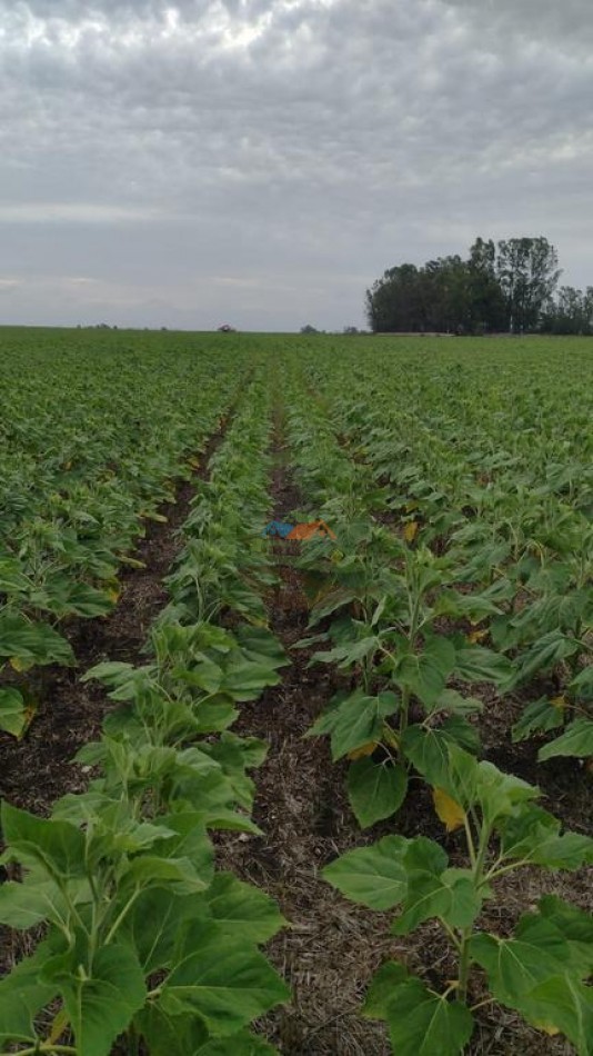 179 Ha Mixto - Tres Arroyos - Micaela Cascallares - Alquiler