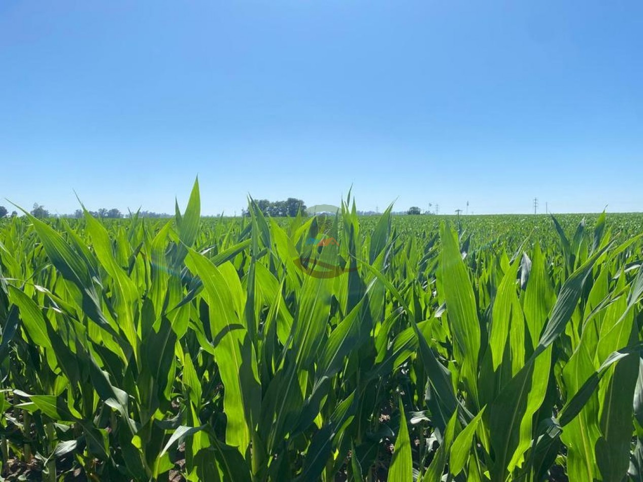58 Ha Agricolas - Bolivar