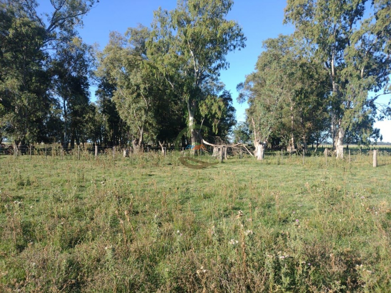 81 ha Mixto - Alvear