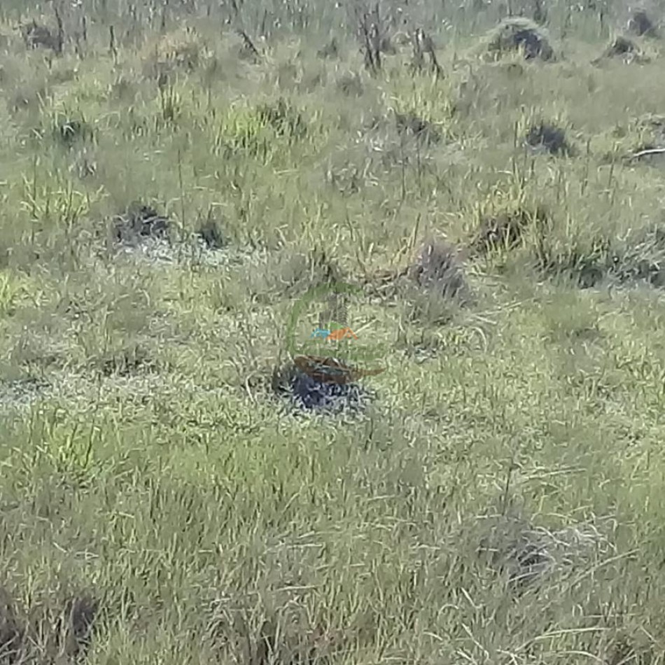 510 Ha Mixtos - Cnel Roseti - Santa Fe 