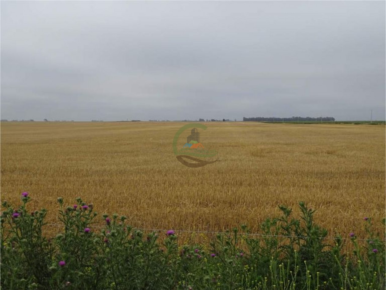 1027 Ha Agricolas - La Madrid