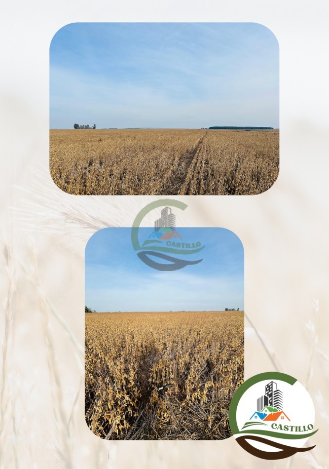 254 ha mixtas - balcarce