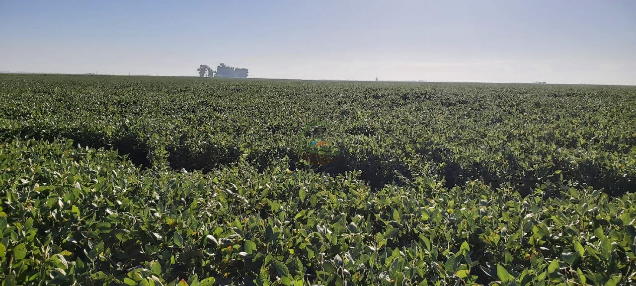 180 Ha Agricolas - Marcos Juarez - Cordoba 