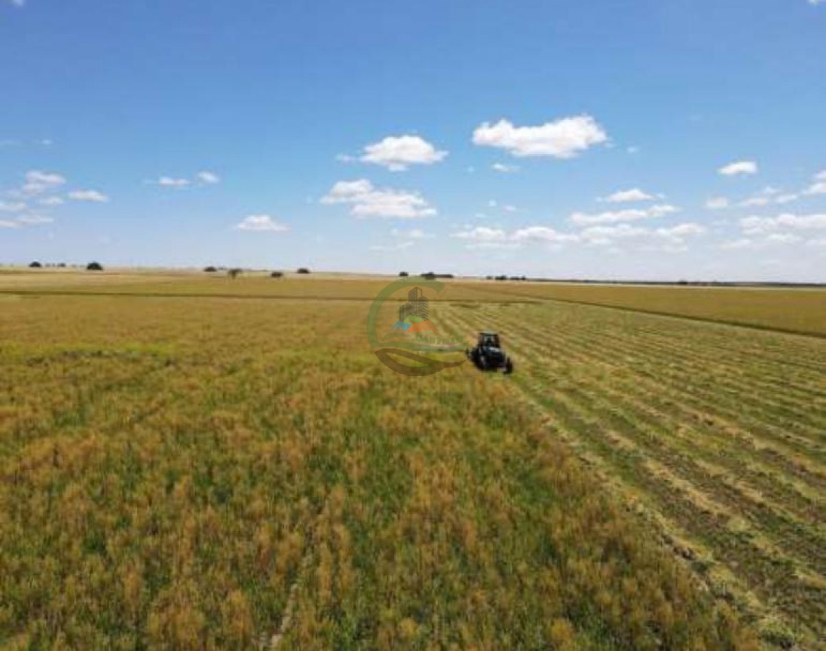 5000 Ha Ganadero - Conhelo - La Pampa