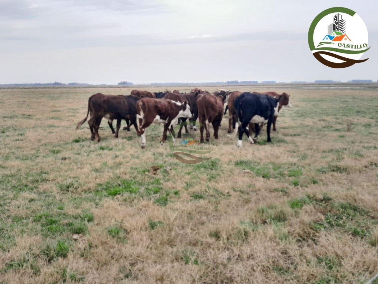 1025 ha mixta - saladillo